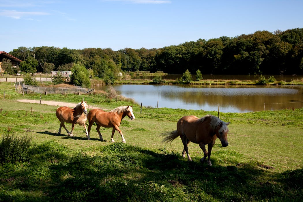 CHEVAUX DE TRAIT ET ETANG PRES DU VILLAGE DE FAVEROIS, TERRITOIRE DE BELFORT, FRANCHE COMTE, FRANCE.