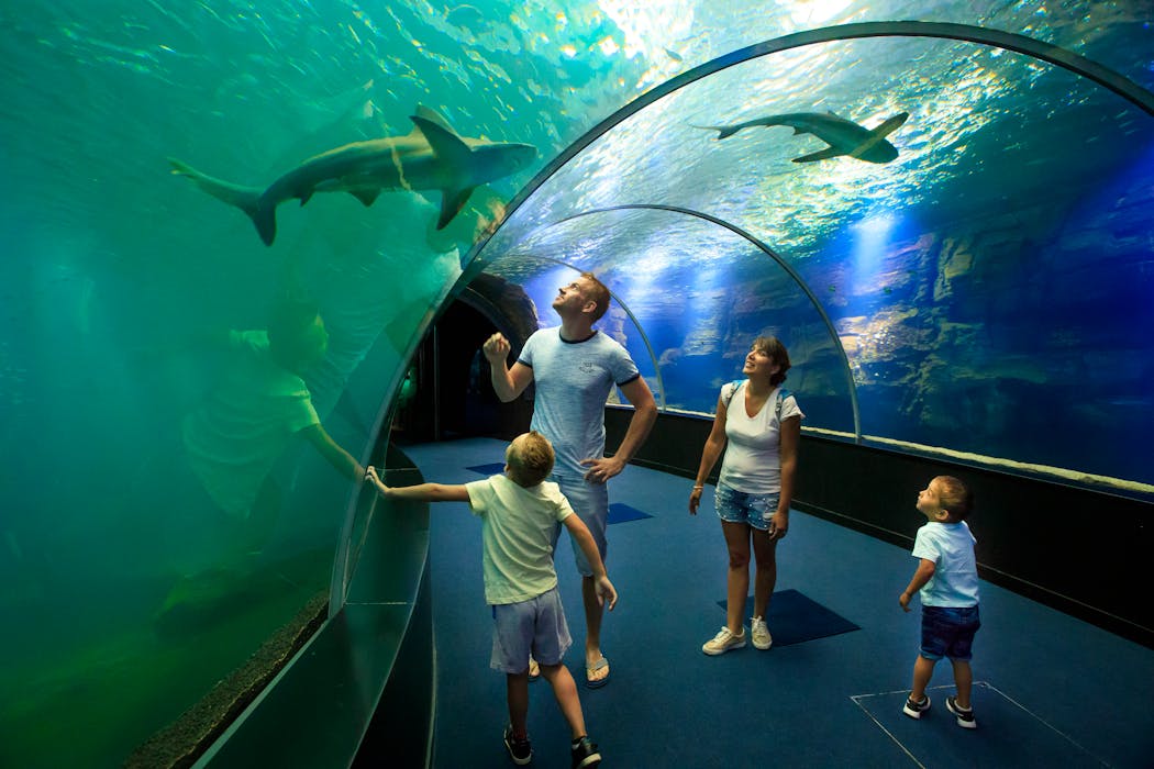 Aquarium requins à Nausicaa à Boulogne-sur-Mer