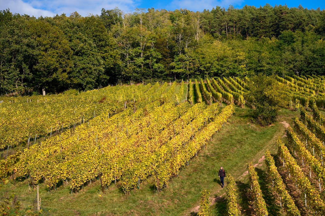 Le chemin des châteaux forts d’Alsace voisine un sentier de randonnée non moins célèbre, la route des Vins d’Alsace.