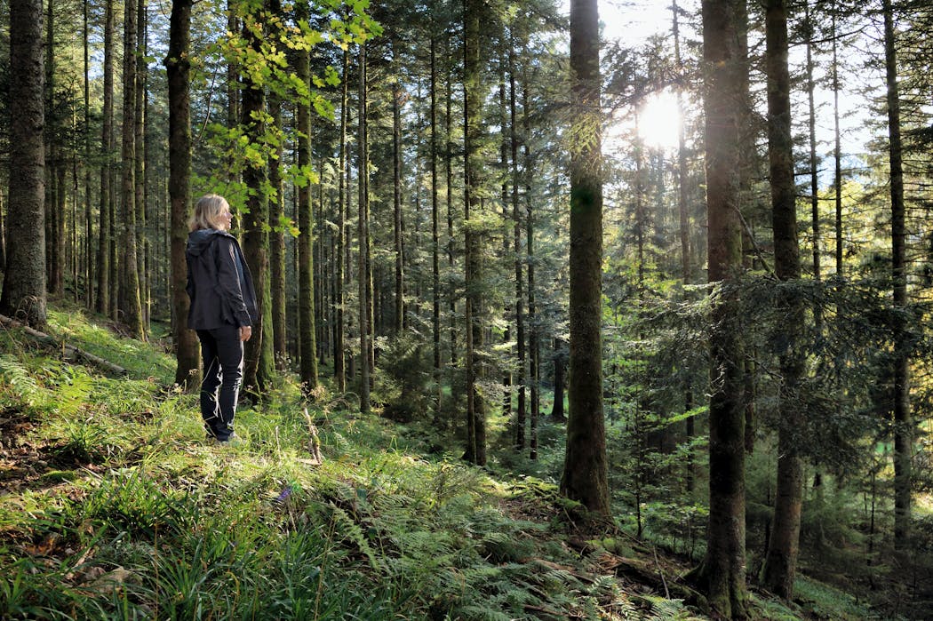 Traversée forestière entre hêtres et sapins blancs, dans la vallée du Valtin.