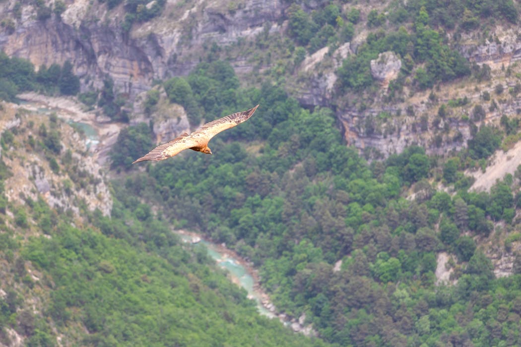 Vautour Rougon