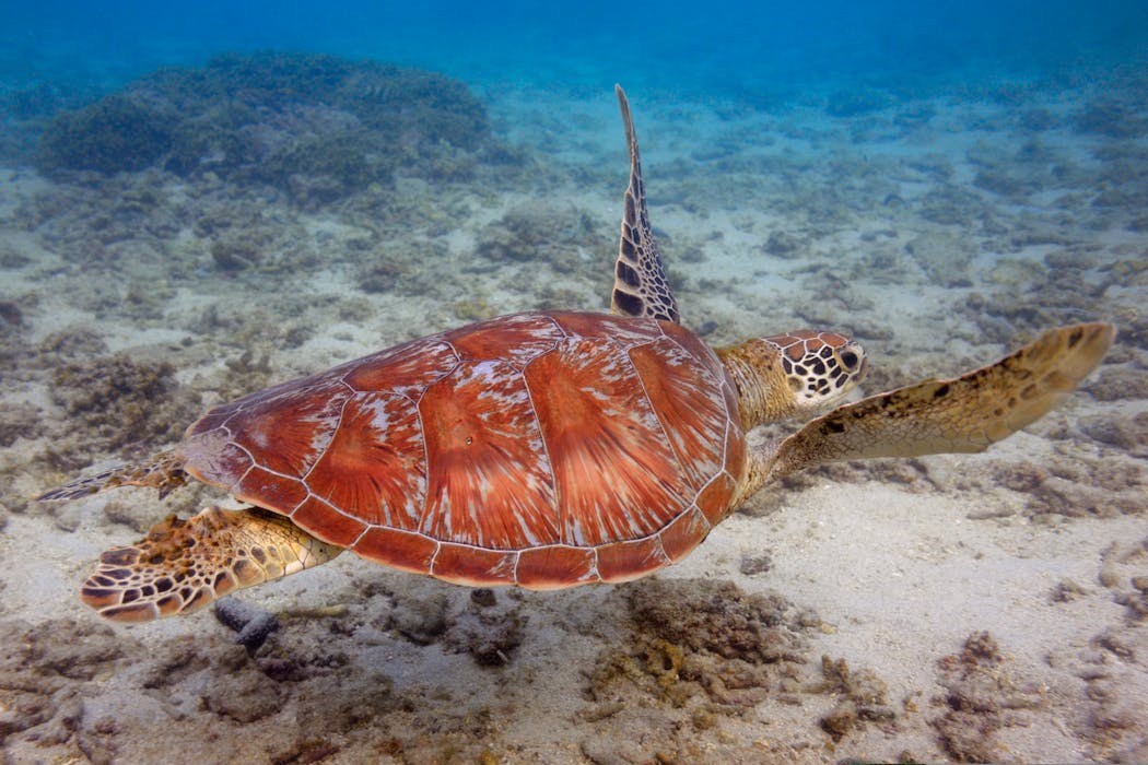 Dans le récif corallien du lagon de l'Hermitage, vous aurez peut-être la chance de croiser une tortue verte (Chelonia mydas), qui pèse généralement entre 80 et 130 kg.