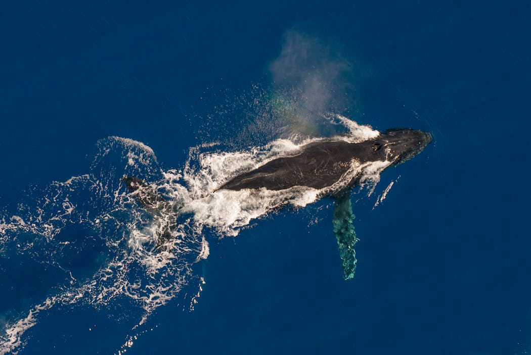 Une baleine à bosse, au large de la baie de Saint-Paul. Chaque année, ce cétacé vient mettre bas dans les eaux chaudes des côtes réunionnaises.