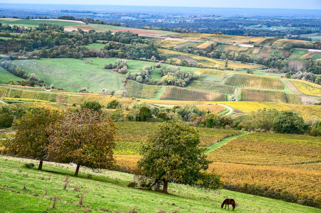 Panorama sur le vignoble de Pupillin. L’AOC Arbois- Pupillin représente 300 hectares de parcelles, situées à 500 mètres d’altitude, implantées sur un terroir de coteaux à forte pente.