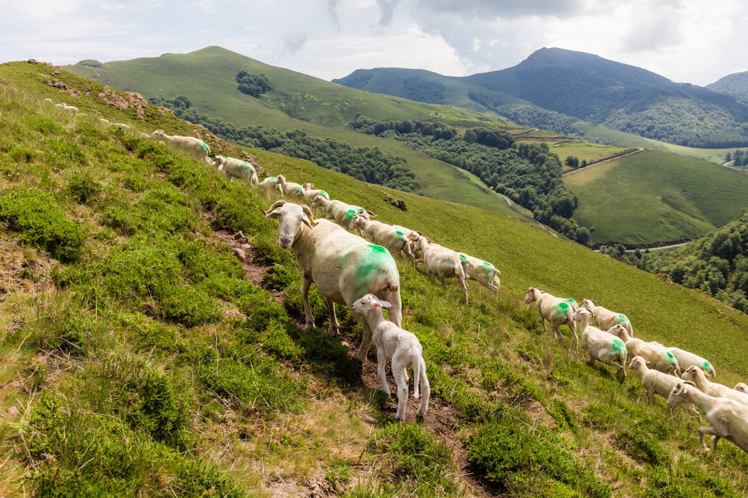 Une balade pastorale de 3 heures à la découverte de la très photogénique montagne d’Iraty.