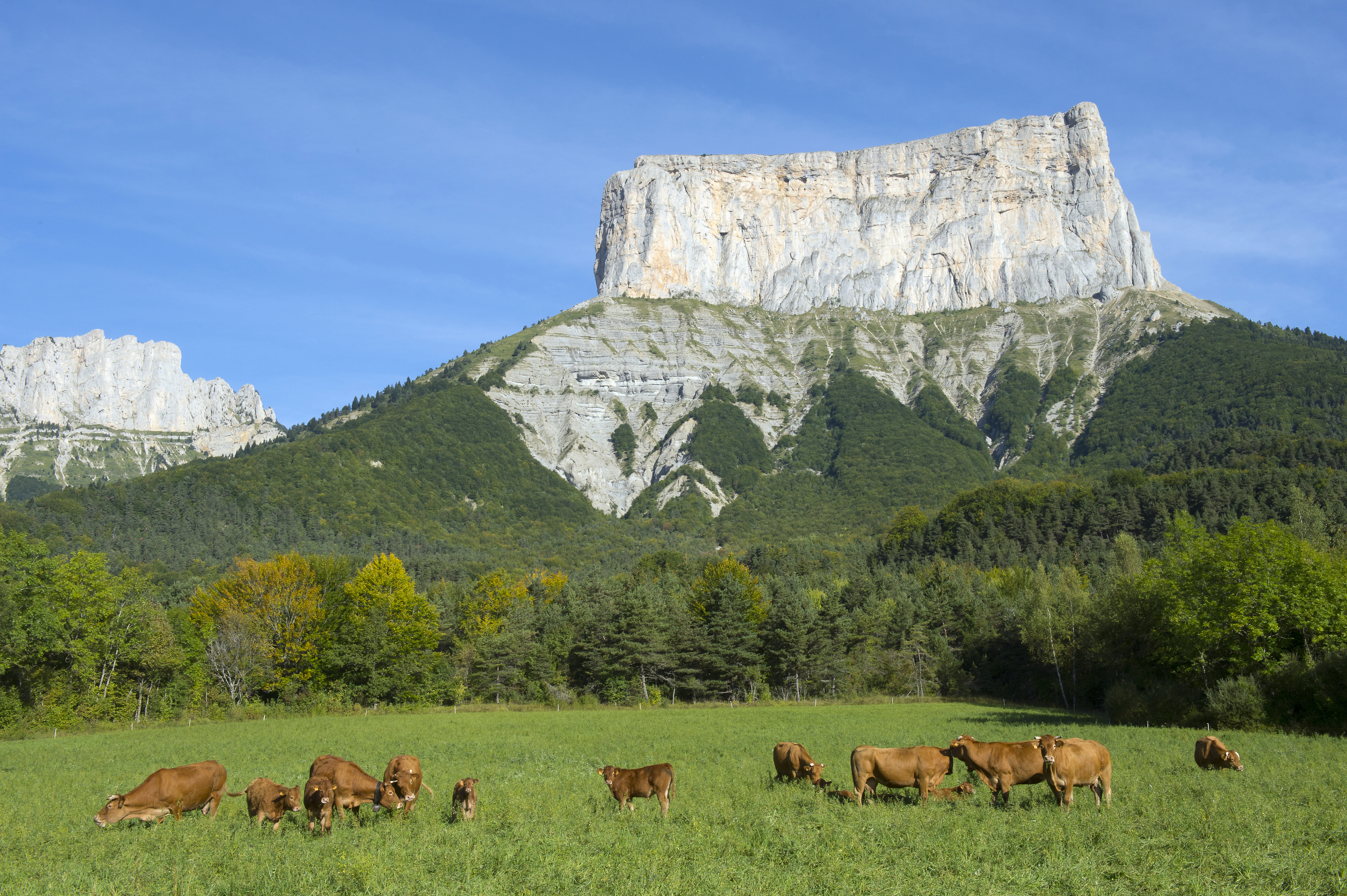 Troupeau de vache limousine devant le Mont Aiguille.