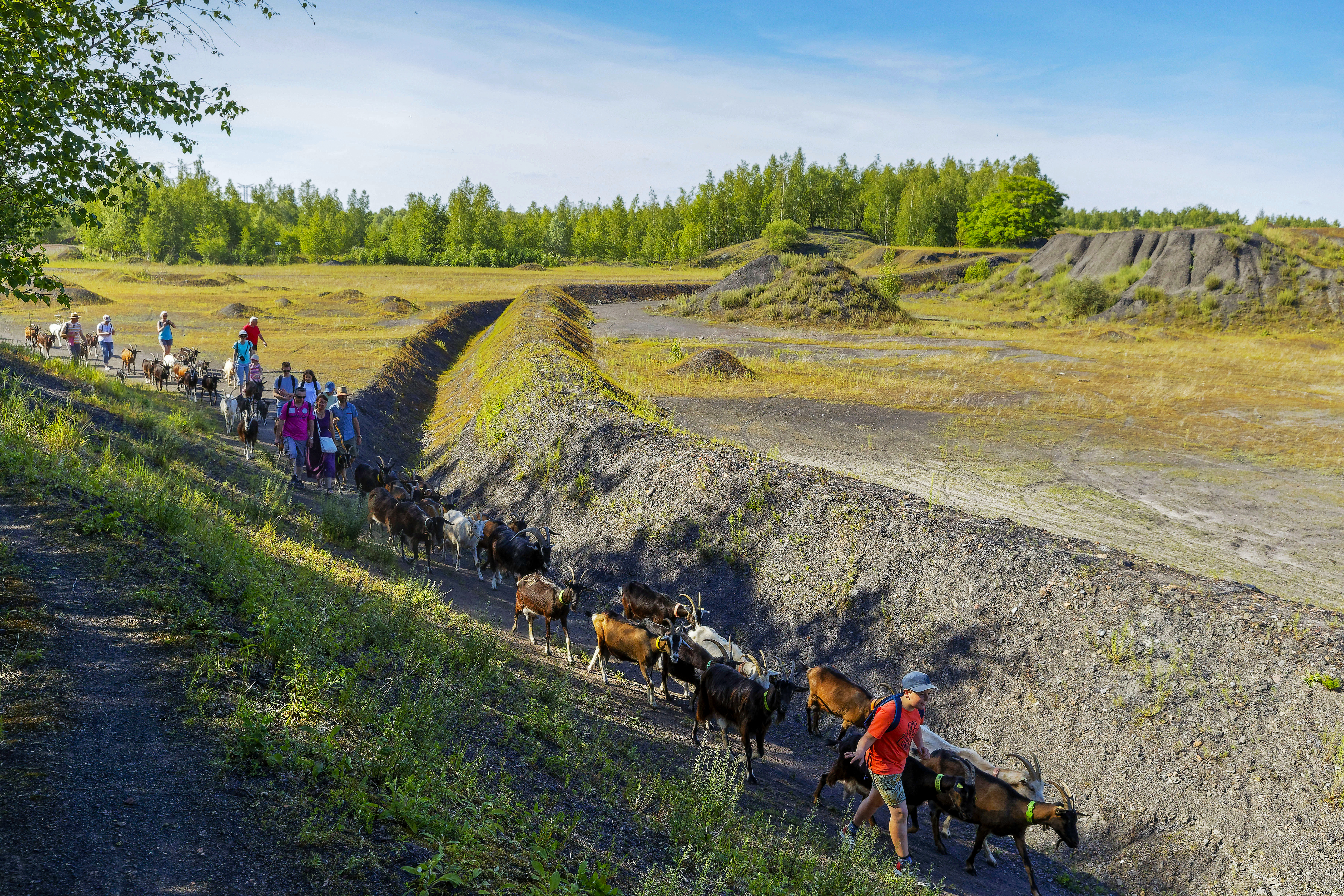 Les biquettes de l'élevage « Les Chevrettes du Terril » ont pris possession du Terril de Rieulay réhabilité en « cœur de nature », se nourrissent de ses pâturages et contribuent, par leur présence, à l'entretien de la végétation.