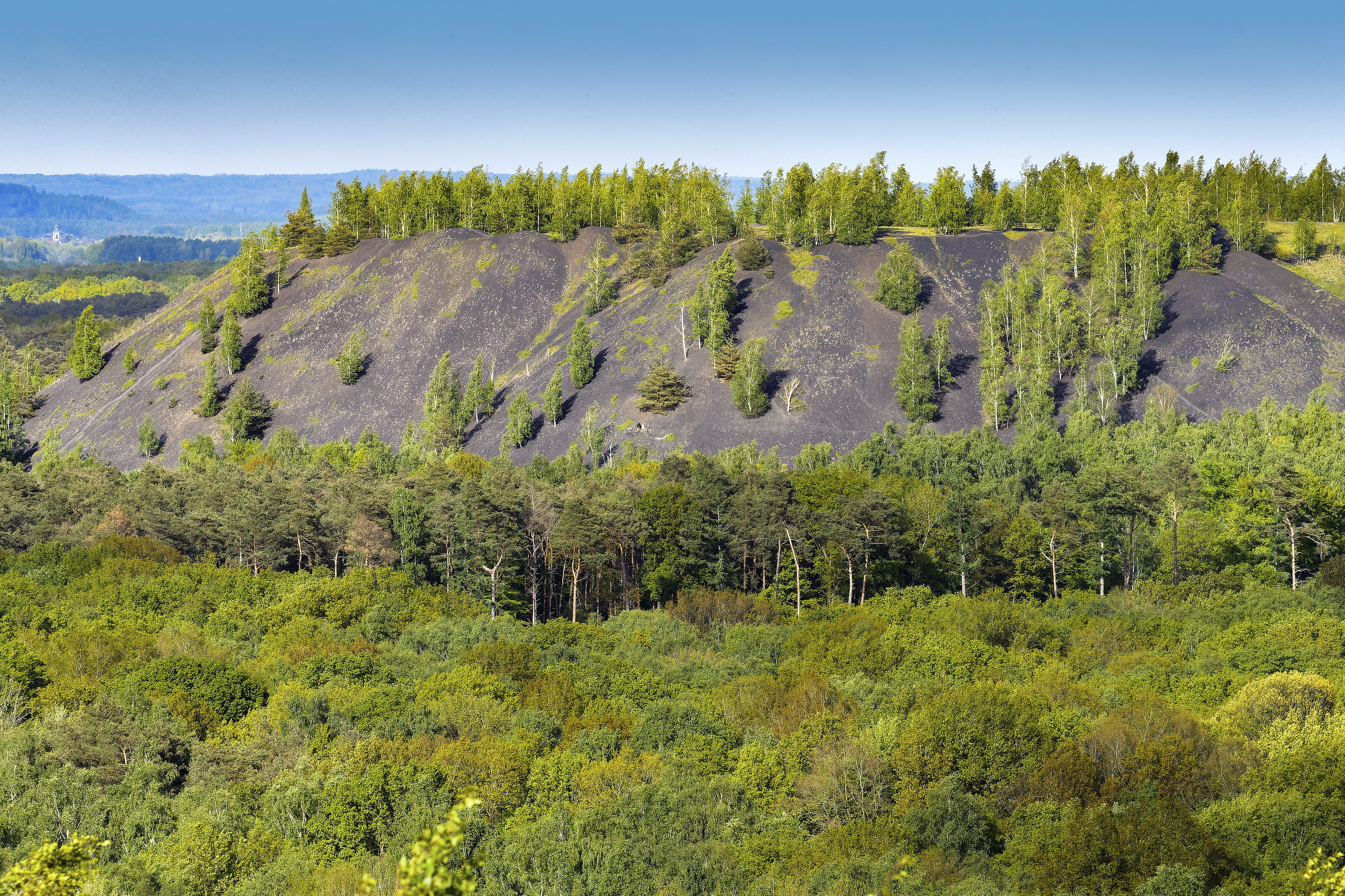 Le Terril Sabatier, comme d'autres à son égal, servent de refuge à une faune et une flore aussi abondantes que diversifiées.