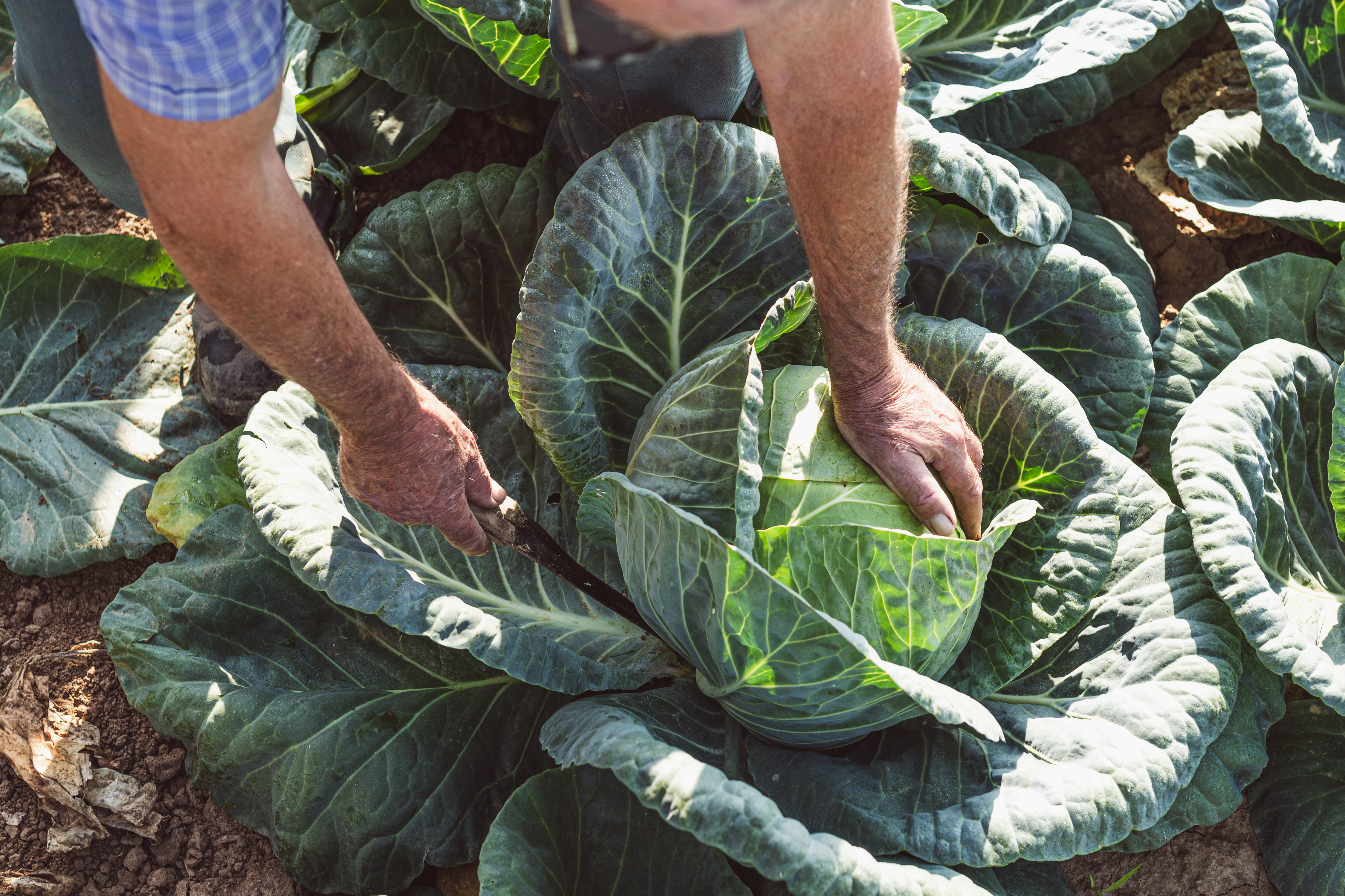 Production de Choux de la maison Le Pic 