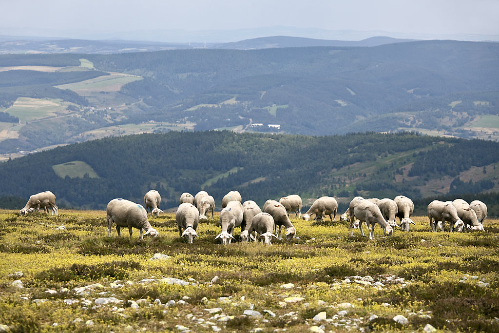 Un troupeau de moutons à l'estive pendant la saison chaude, au sommet du Finiels, point culminant du mont Lozère, à près de 1 700 m d'altitude, où le panorama à 360° des Alpes aux Pyrénées est à couper le souffle.