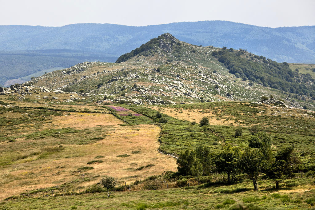Vue panoramique sur le massif du mont Lozère, dans la commune de Pont-de-Montvert. Un charmant mélange de landes et de nard, cette herbe rêche des pelouses sommitales, voisine les conifères.