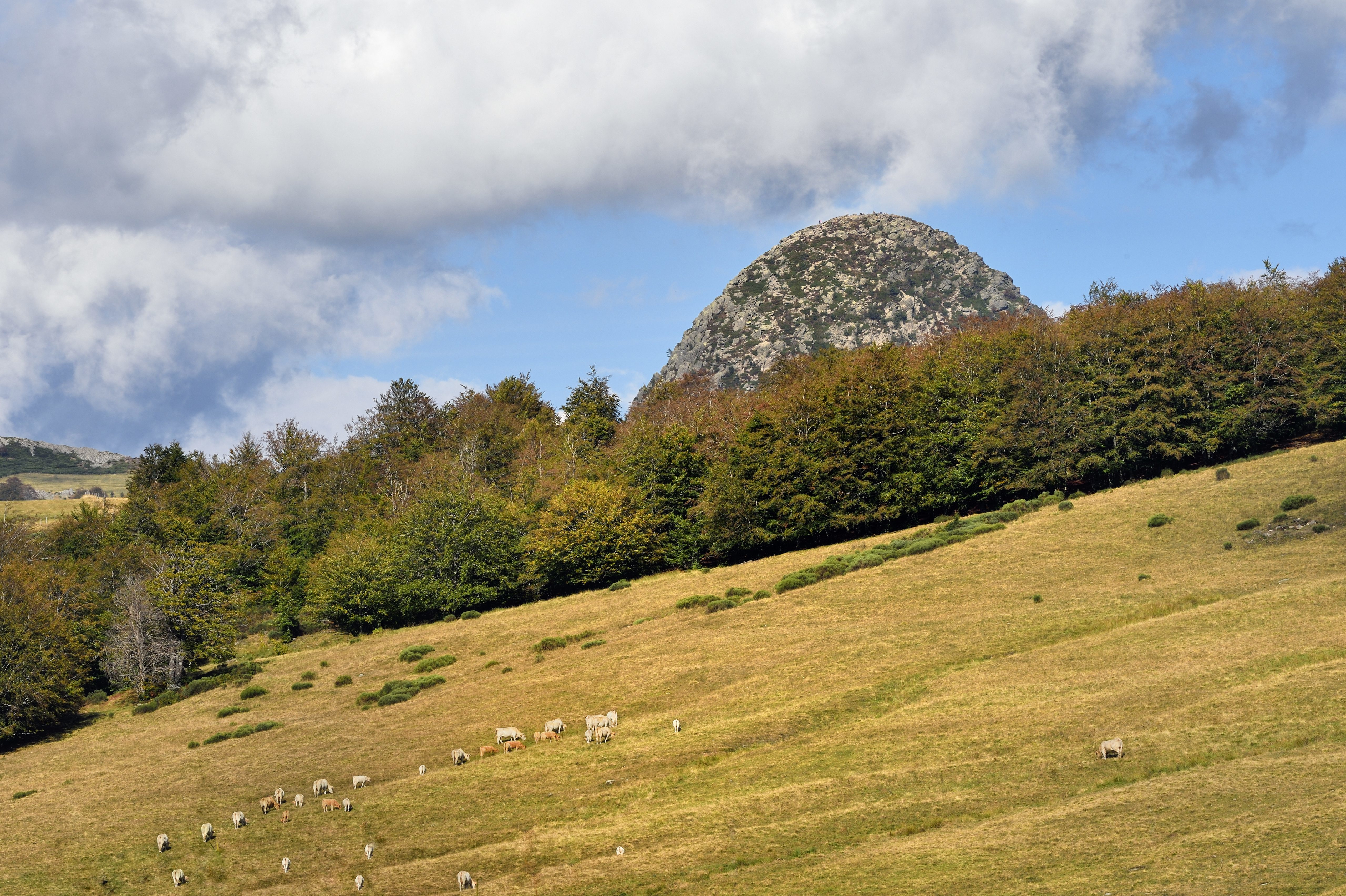 Un paisible troupeau de vache - la région compte notamment des éleveurs d'aubrac - en pâturage devant le mont Gerbier de Jonc.