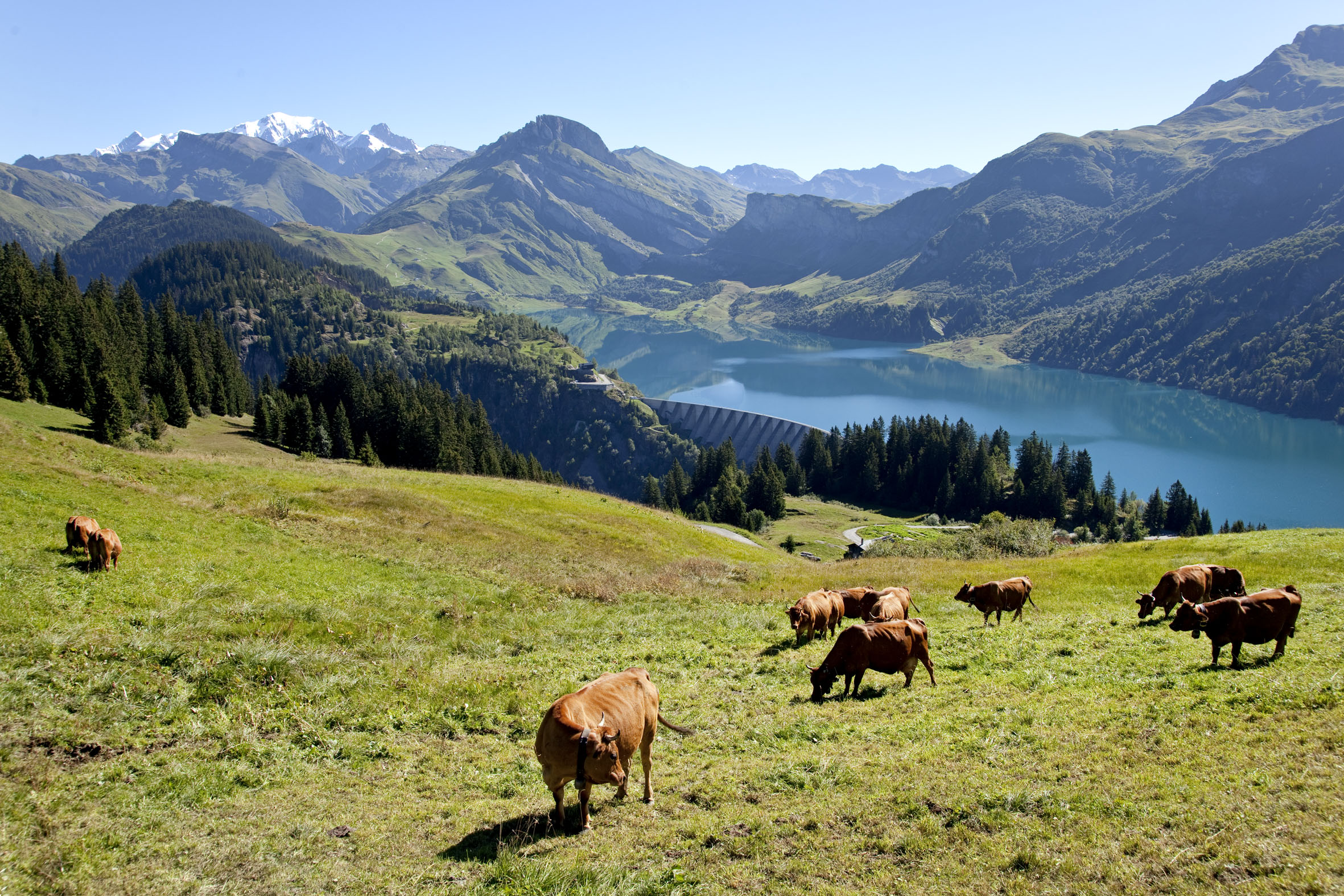 Un troupeau de vaches tarentines, dont le lait de grande qualité est utilisé pour la fabrication du beaufort, à l'alpage, dans l'environnement spectaculaire du lac de barrage de Roselend oublié en arrière-plan par le mont Blanc.