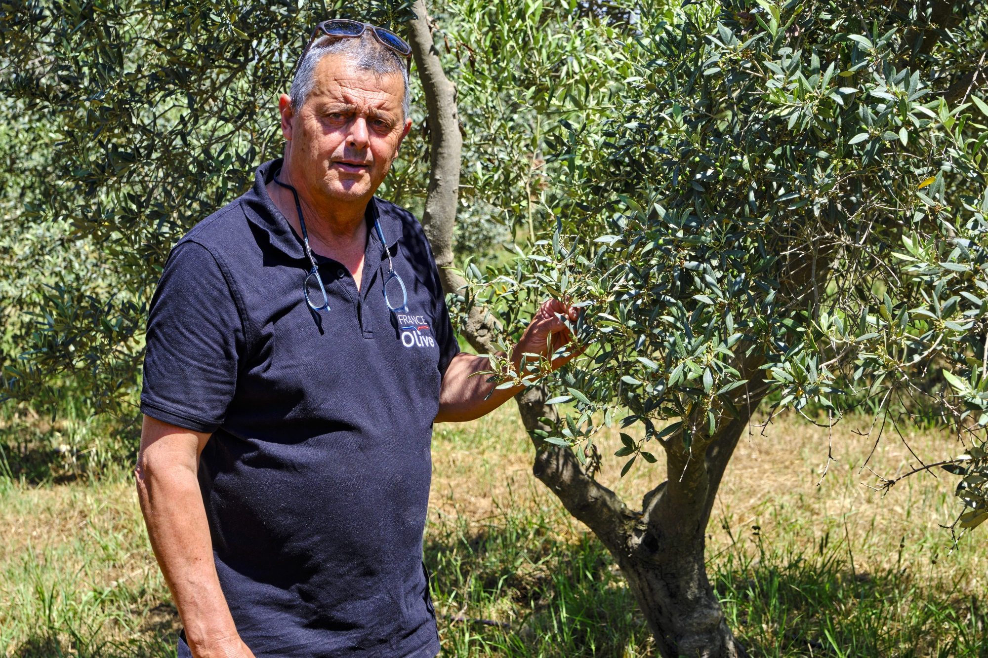 Olivier Roux, maître oléiculteur au Moulin du Haut Jasson.