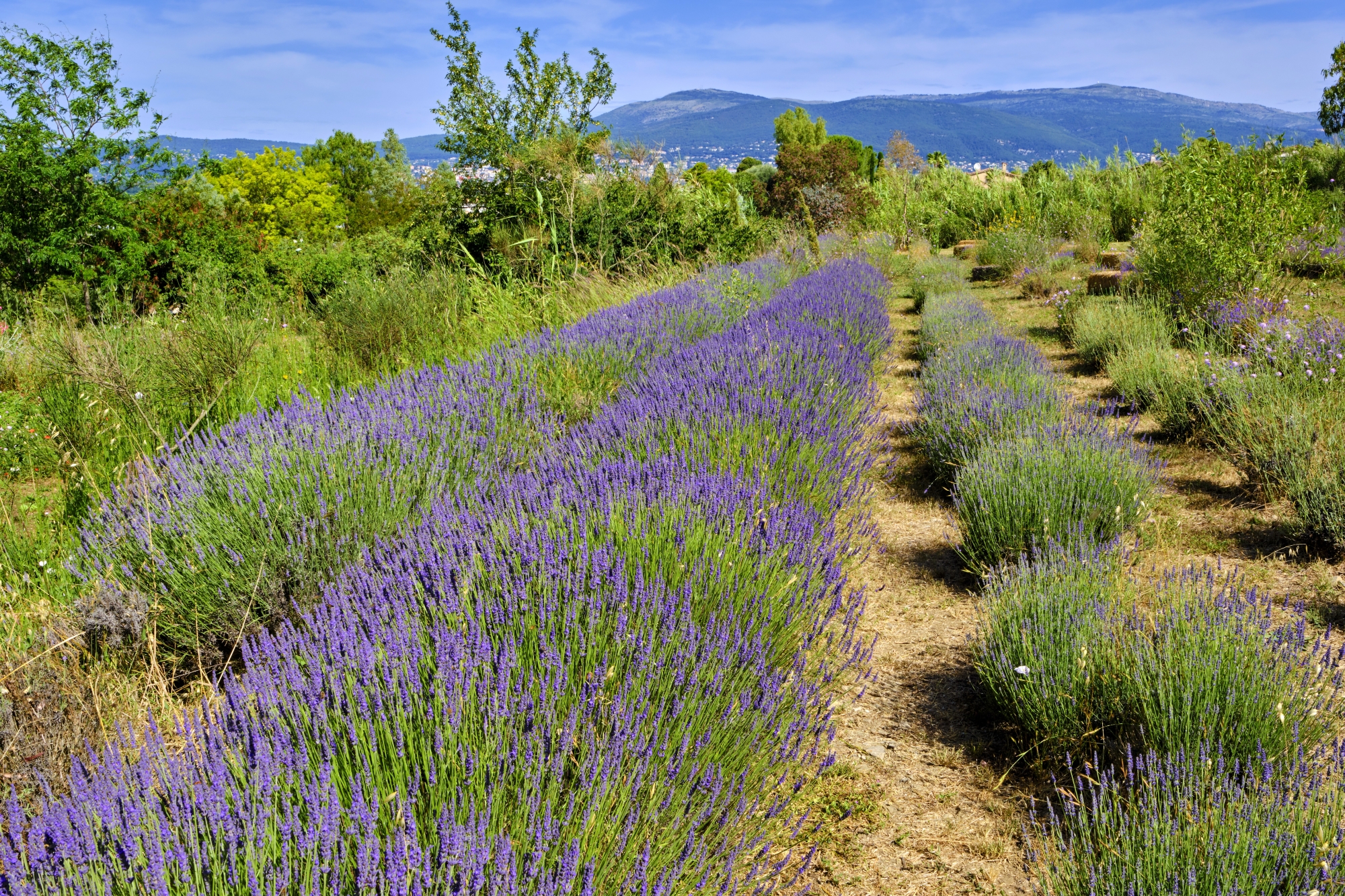 Dans le carré des aromatiques s’épanouissent les champs de lavandin, reconnaissable à ses petites têtes bleues. On utilise aussi bien sa tige que ses fleurs pour en extraire une note camphrée particulièrement prisée.