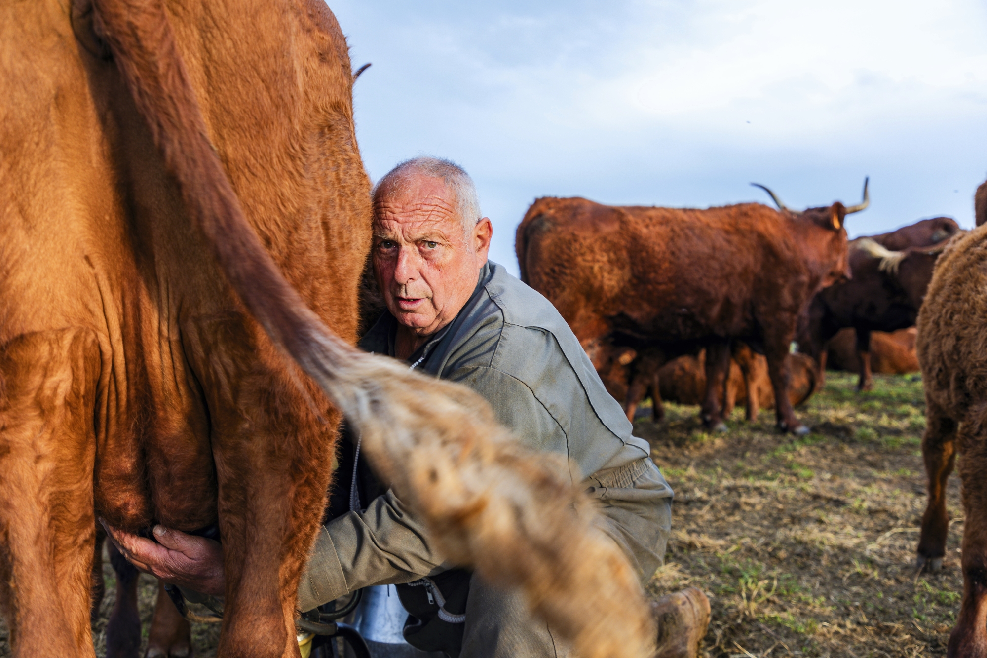 Buronnier depuis ses 14 ans, passionné par son terroir cantalien, Guy met son savoir- faire unique au service de la tradition. Au buron d’Algour, l’intense journée de travail s’organise autour des deux traites quotidiennes.