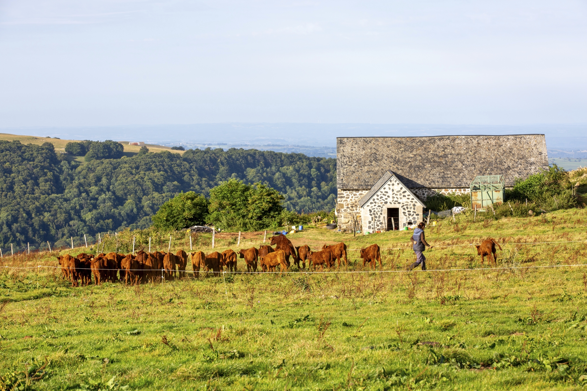 Chaque année, de juin à septembre, Marie-Jo et Guy Chambon s’installent avec leur troupeau de vaches salers au buron d’Algour, au col de Néronne, sur la commune du Falgoux, à 1 392 mètres d’altitude, pour fabriquer leur fromage salers tradition AOP.