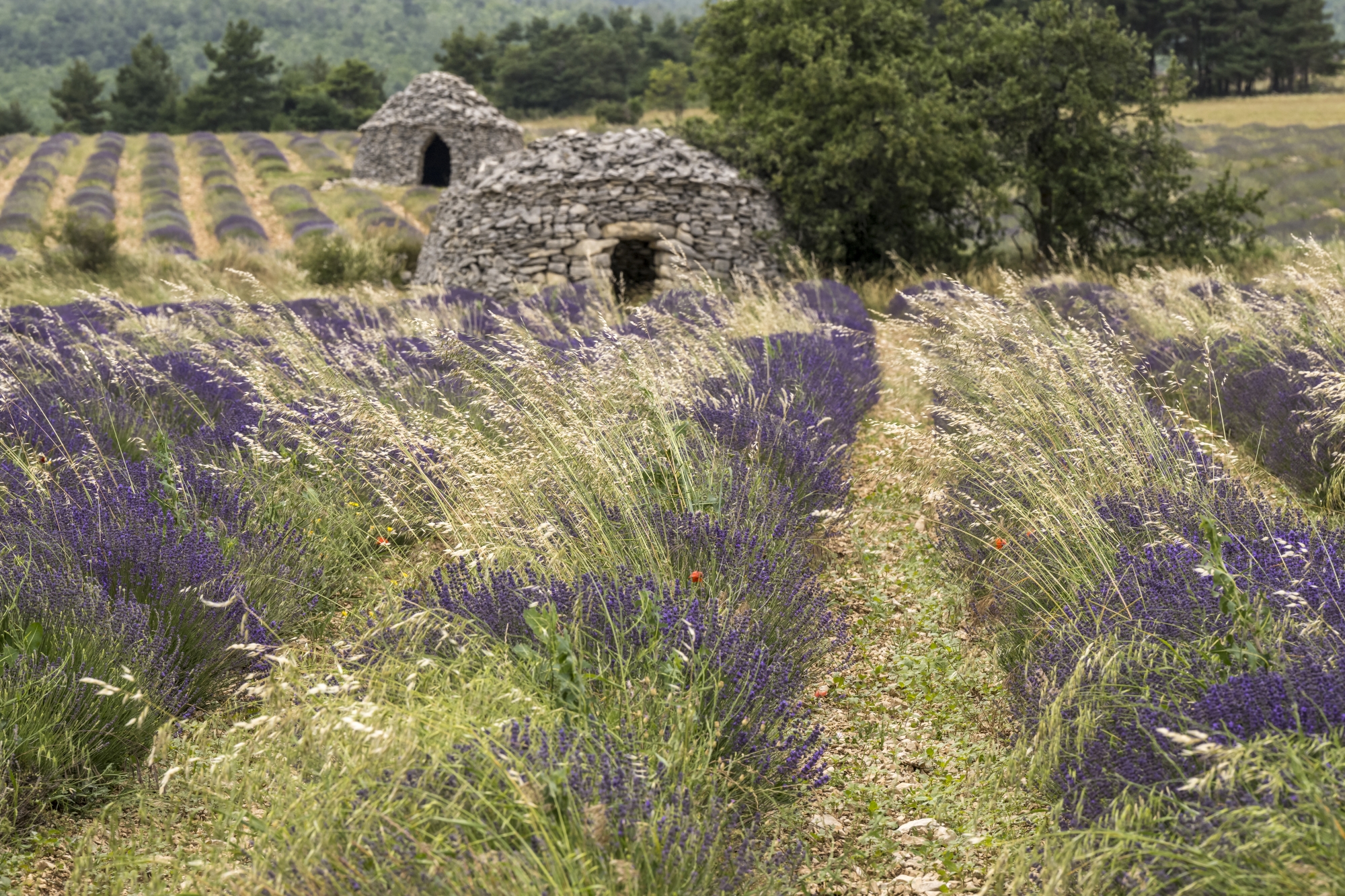 À Ferrassières, surnommé le « Pays bleu », les champs de lavande prospèrent au milieu des bories, ces petites cabanes en pierre sèche typiques de la région. Sur son exploitation, Nathalie Busi cultive la Super Bleue, une variété très populaire.