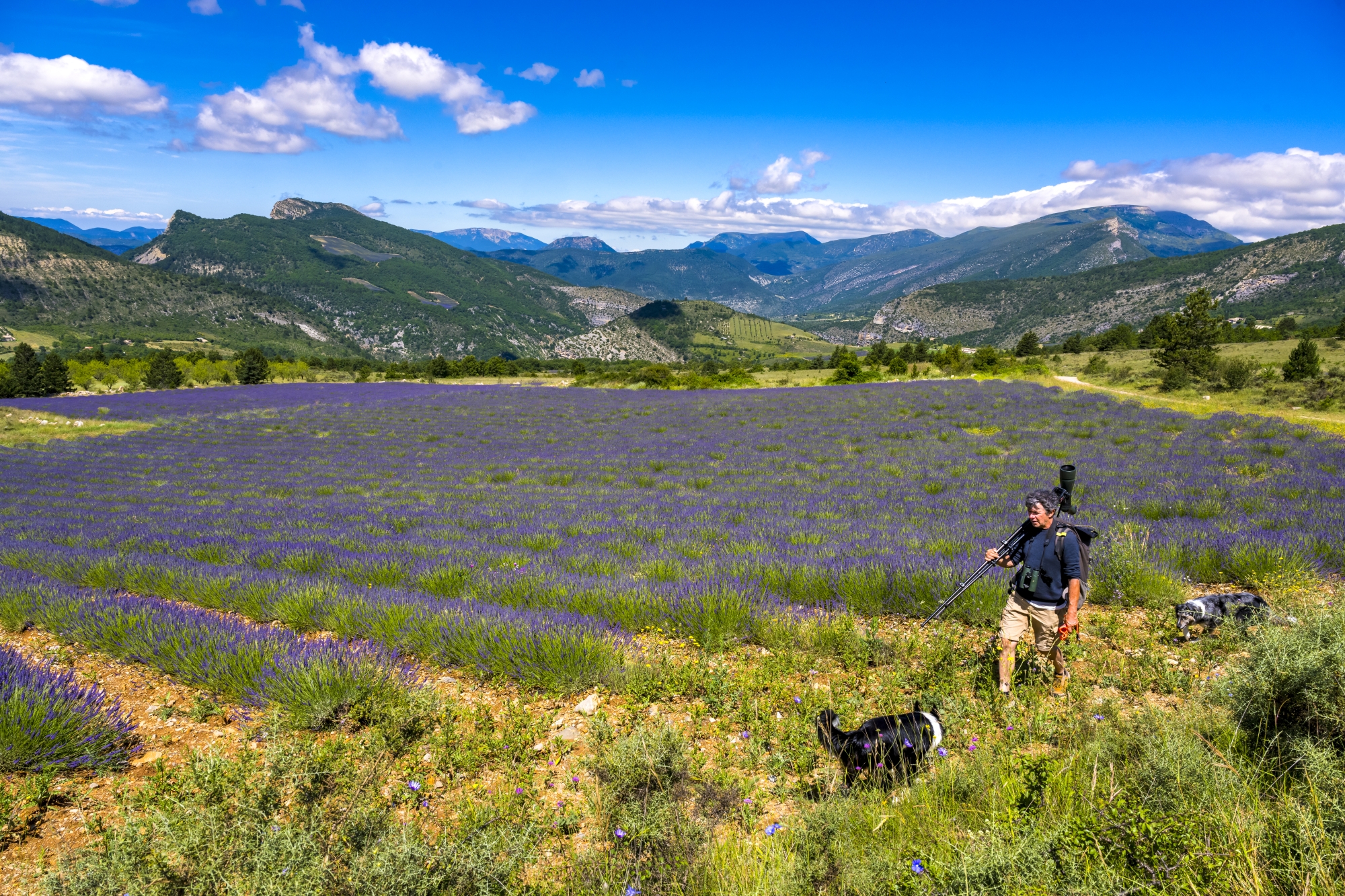 Après avoir traversé des champs de lavande sur le plateau Saint-Laurent, Christian Tessier nous invite à observer les vautours fauves sur les sommets tabulaires. Équipé de sa longue-vue, le président de l’association Vautours en Baronnies sait tout de cette espèce sauvage, réintroduite ici à la fin des années 1990.