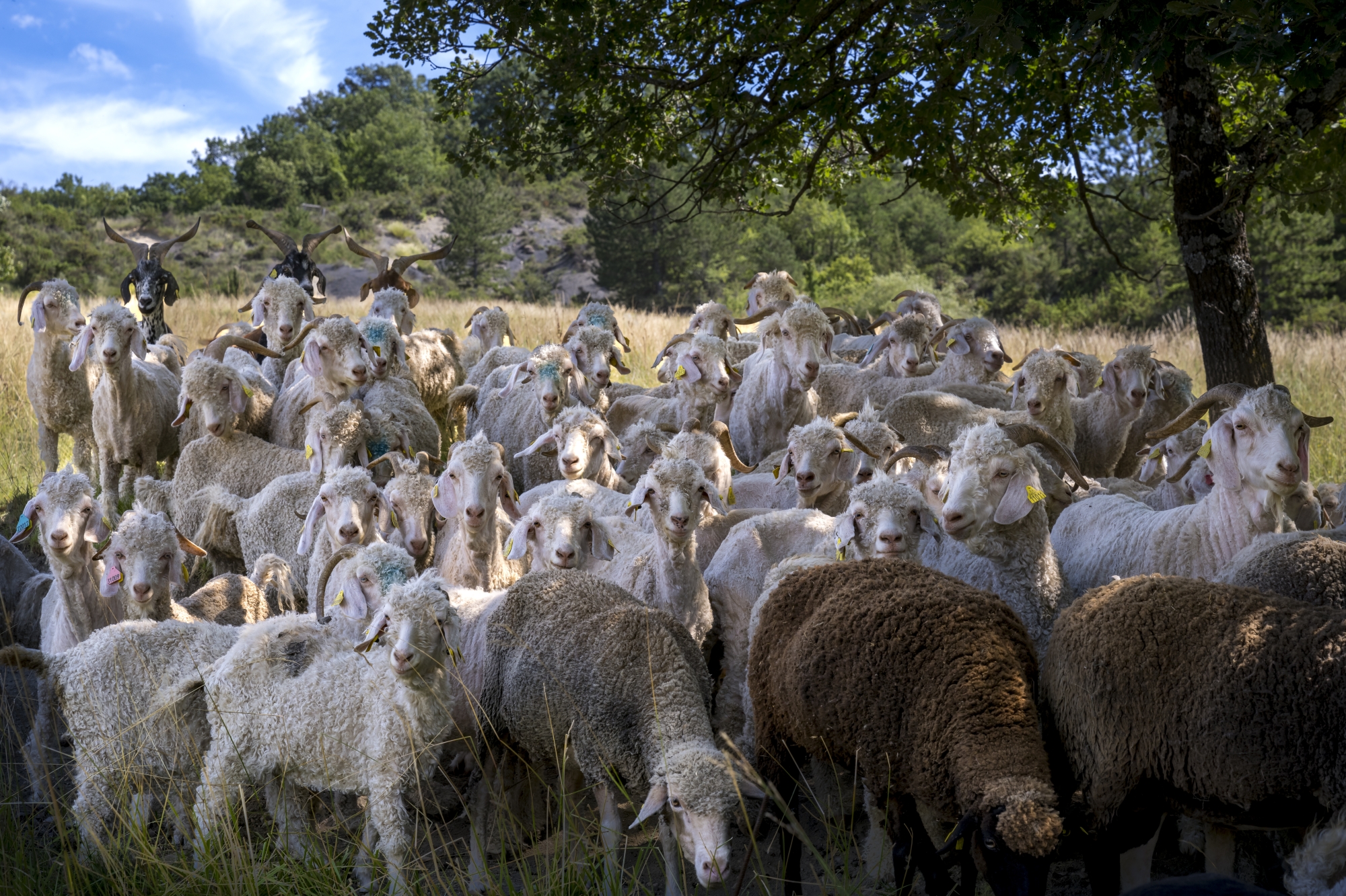 dans la vallée de l’Ennuye, les chèvres angoras font les bonnes affaires du Mohair du moulin, ferme familiale lancée au début des années 1980.