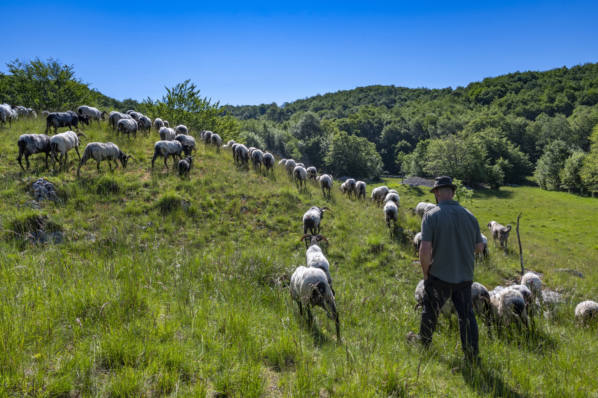 Chaque jour, le berger Pierre Blondiaux laisse ses brebis basques paître en liberté sur le plateau de Retord. Dans sa bergerie des Bergonnes, il propose des sorties « randos troupeau » et un atelier de traite.