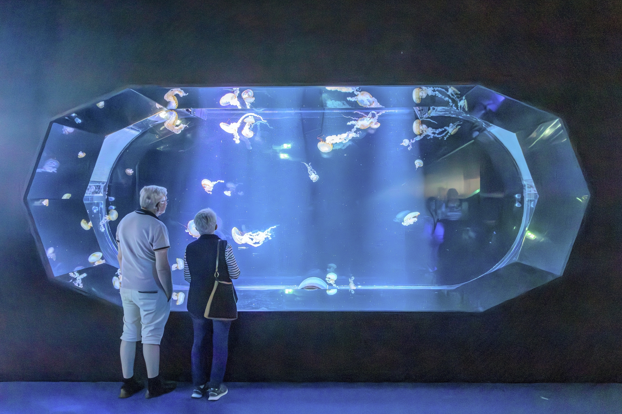 L’aquarium des méduses bioluminescentes, dans la nouvelle section Destination Abysses, qui plonge le visiteur dans les mystères des fosses sous-marines.